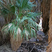 Borrego Palm Canyon Oasis (3371)