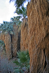 Borrego Palm Canyon Oasis (3374)