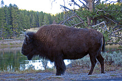 Bison (4335)