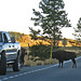 Bison Crossing The Road (4336)