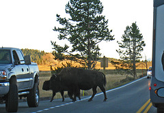 Bison Crossing The Road (4337)
