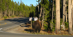 Bison Near Canyon Village (4334)