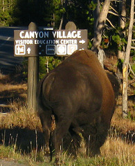 Bison Near Canyon Village (4334A)