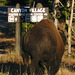 Bison Near Canyon Village (4334A)