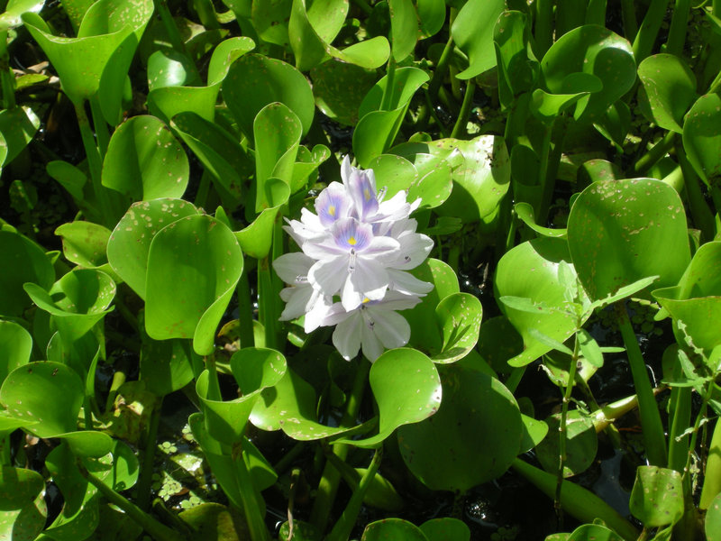Blütenmeer in den Everglades