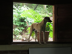 Dog in restaurant window - 3