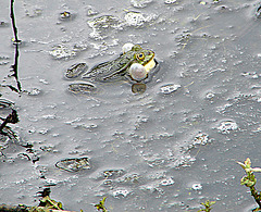 20090625 3907DSCw [D-MI] Wasserrfrosch (Rana esculenta), Großes Torfmoor, Hille