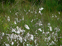 20090625 3902DSCw [D-MI] Scheidiges Wollgras (Eriophorum vaginatum), Großes Torfmoor, Hille