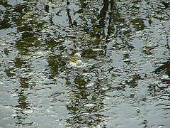 20090625 3912DSCw [D-MI] Wasserfrosch (Rana esculenta), Großes Torfmoor, Hille
