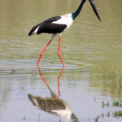 Black-necked Stork - Kaziranga