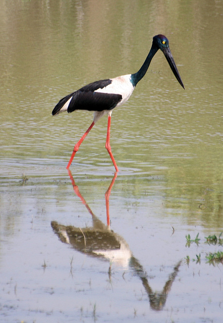 Black-necked Stork - Kaziranga