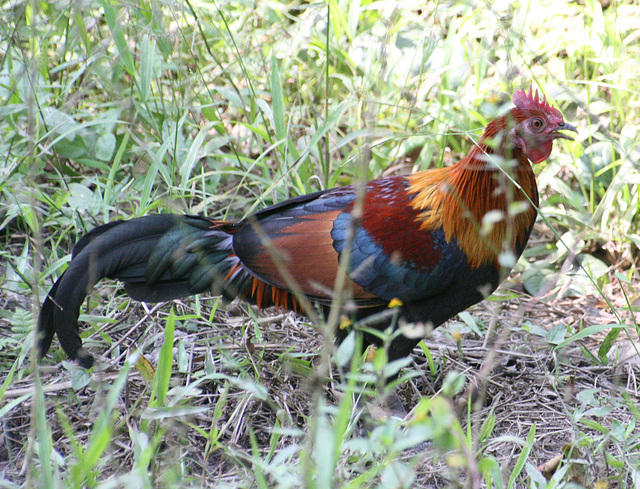 Red Jungle Fowl cock