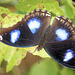Great Eggfly butterfly (Hypolimnas misippus)
