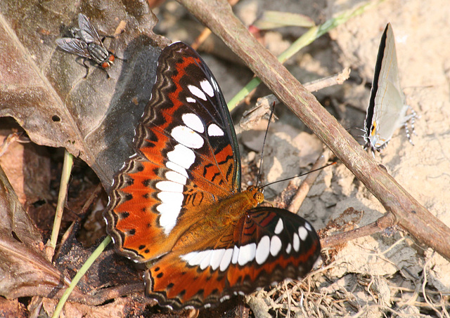 Commander butterfly (Limenitis procris)