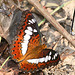 Commander butterfly (Limenitis procris)