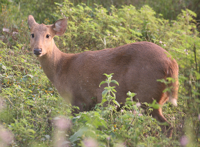 Hog Deer - Manas