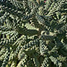 Oasis Date Gardens Cactus (2932)
