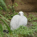20090611 3145DSCw [D~H] Paradieskranich, Zoo Hannover