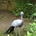 20090611 3149DSCw [D~H] Paradieskranich, Zoo Hannover
