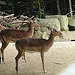 20090611 3159DSCw [D~H] Impala (Aepyceros melampus), Zoo Hannover