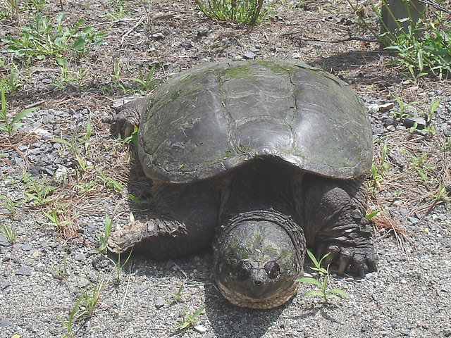 Tortue / Turtle - Sur la route 9 south après Lewis. NY state - États-Unis /  USA.  Juillet 2009