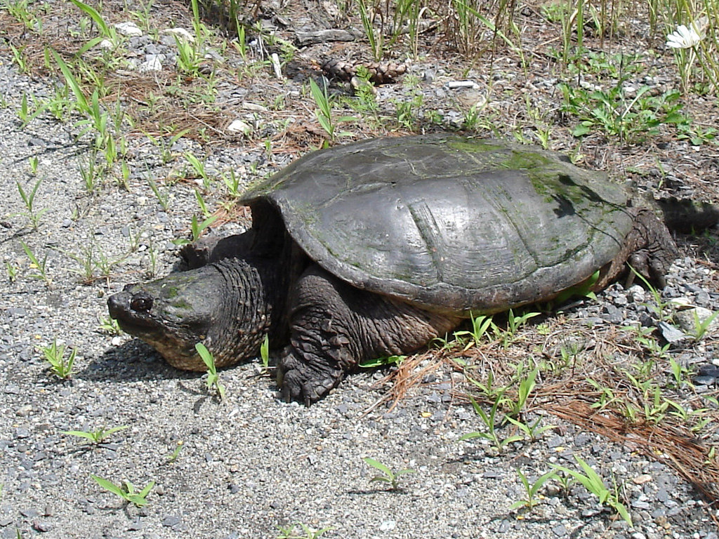 À pas de tortue / Turtle's slow steps