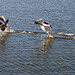 North Shore Pelicans (2974)