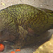 20060509 0266DSCw [D-MS] Kea (Nestor notabilis), Zoo, Münster