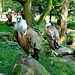 20060509 0267DSCw [D-MS] Gänsegeier (Gyps fulvus), Zoo, Münster