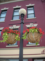 Rutland. Vermont USA - 25-07-2009  -  Plantes et lampadaire / Plants and street lamp