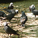 20060509 0270DSCw [D-MS] Dohlen (Corvus monedula), Zoo, Münster