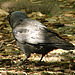 20060509 0271DSCw [D-MS] Dohle (Corvus monedula), Zoo, Münster