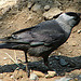 20060509 0276DSCw [D-MS] Dohle (Corvus monedula), Zoo, Münster