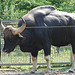 20060509 0282DSCw [D-MS] Gaur (Bos gaurus), Zoo, Münster