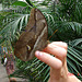 20050818 0106DSCw [NL] Bananenfalter (Caligo idomeneus), Schmetterlingshaus, Emmen