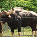 20060509 0283DSCw [D-MS] Gaur (Bos gaurus), Zoo, Münster