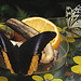 20050818 0101DSCw [NL] <Bananenfalter (Caligo atreus), >Weiße Baumnymphe (Idea leuconoe), Emmen