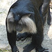 20060509 0306DSCw [D-MS] Bartaffe [Wanderu] (Macaca silenus), Zoo, Münster