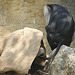 20060509 0307DSCw [D-MS9 Orang Utan (Pogo pygmaeus), Bartaffe [Wanderu] (Macaca silenus), Zoo, Münster