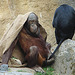 20060509 0308DSCw [D-MS] Orang Utan (Pongo pygmaeus), Bartaffe [Wanderu] (Macaca silenus), Zoo, Münster