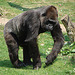 20060509 0284DSCw [D-MS] Gorilla (Gorilla gorilla), Zoo, Münster