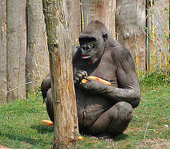 20060509 0285DSCw [D-MS] Gorilla (Gorilla gorilla), Zoo, Münster