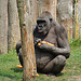 20060509 0285DSCw [D-MS] Gorilla (Gorilla gorilla), Zoo, Münster