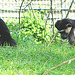 20060509 0287DSCw [D-MS] Mantelaffe (Colobus guereza), [Guerezas], Zoo, Münster