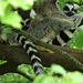 20060509 0296DSCw [D-MS] Katta (Lemur catta), Zoo, Münster