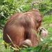 20060509 0302DSCw [D-MS] Orang Utan (Pongo pygmaeus), Zoo, Münster