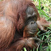 20060509 0309DSCw [D-MS] Orang Utan (Pongo pygmaeus), Zoo, Münster