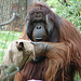 20060509 0310DSCw [D-MS] Orang Utan (Pongo pygmaeus), Zoo, Münster