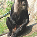20060509 0311DSCw [D-MS] Bartaffe (Macaca silenus) [Wanderu], Zoo, Münster