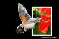 Papillon montage